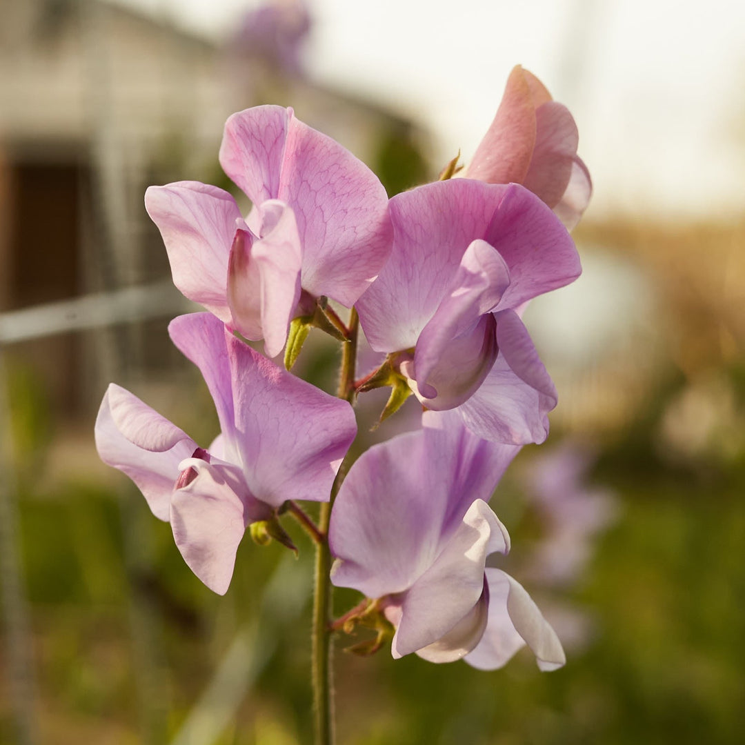 Sweet Pea Elegance Lavender