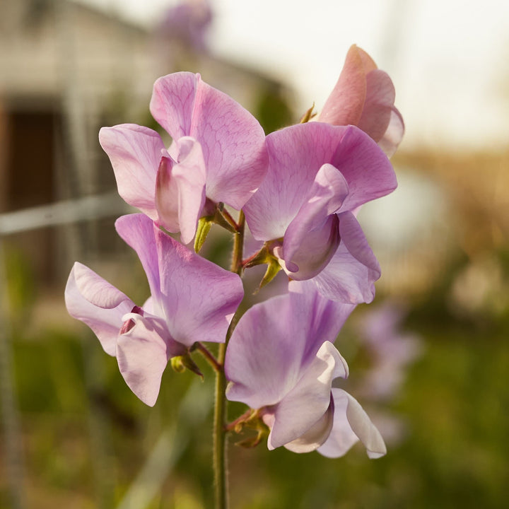 Sweet Pea Elegance Lavender