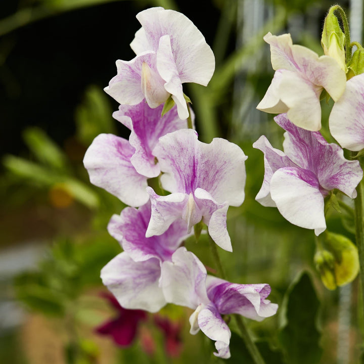 Sweet Pea Spencer Stripes Mix Flower