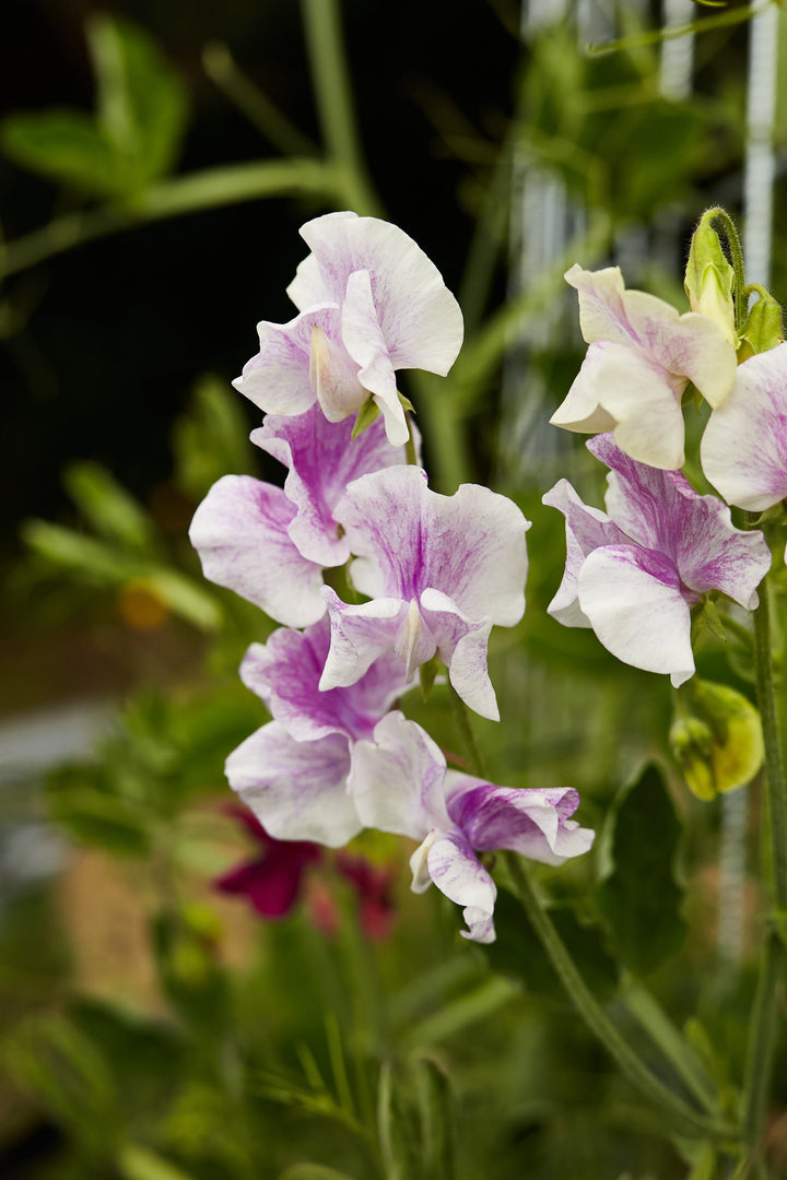 Sweet Pea Spencer Stripes Mix Flower