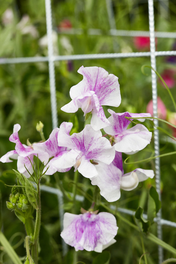 Sweet Pea Spencer Stripes Mix Flower
