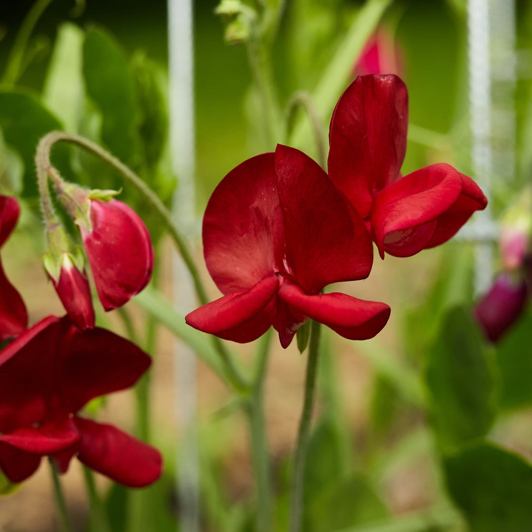 Sweet Pea Elegance Deep Red