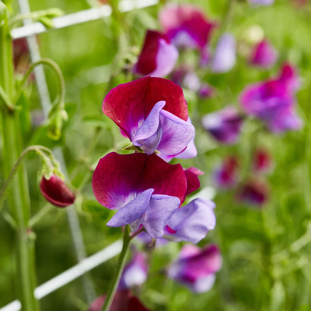 Sweet Pea Grandiflora Matucana Flower