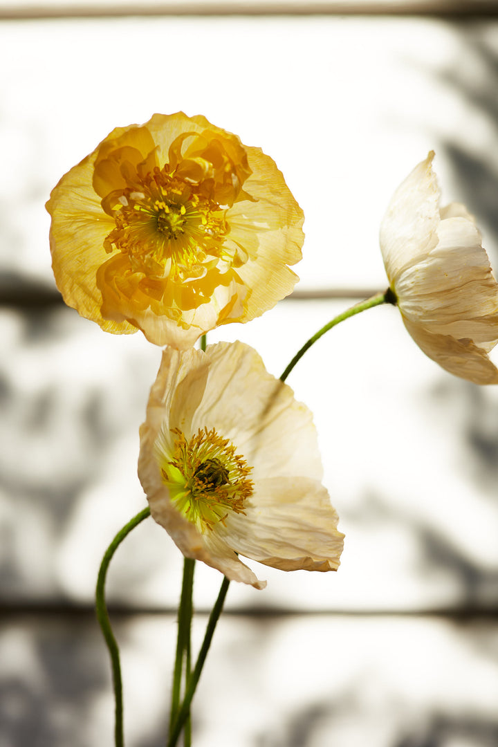 Poppy Iceland Pastel Victory Giant Mixed Flower | X 300-500 seeds