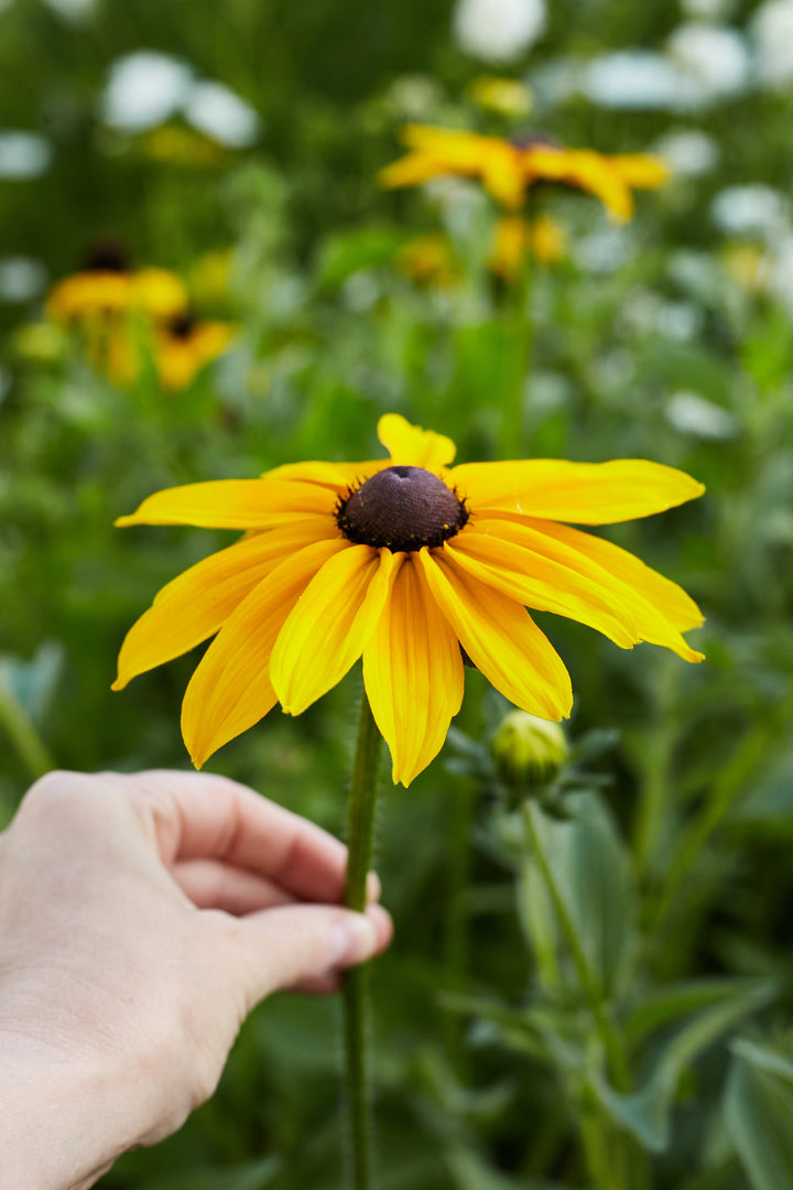 Rudbeckia Hirta Marmalade Flower | X 100 Seeds