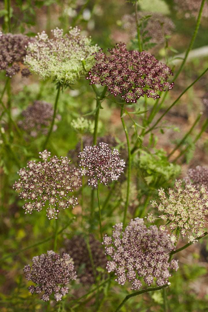 Queen Anne's Lace Chocolate Flower | X 150 Seeds