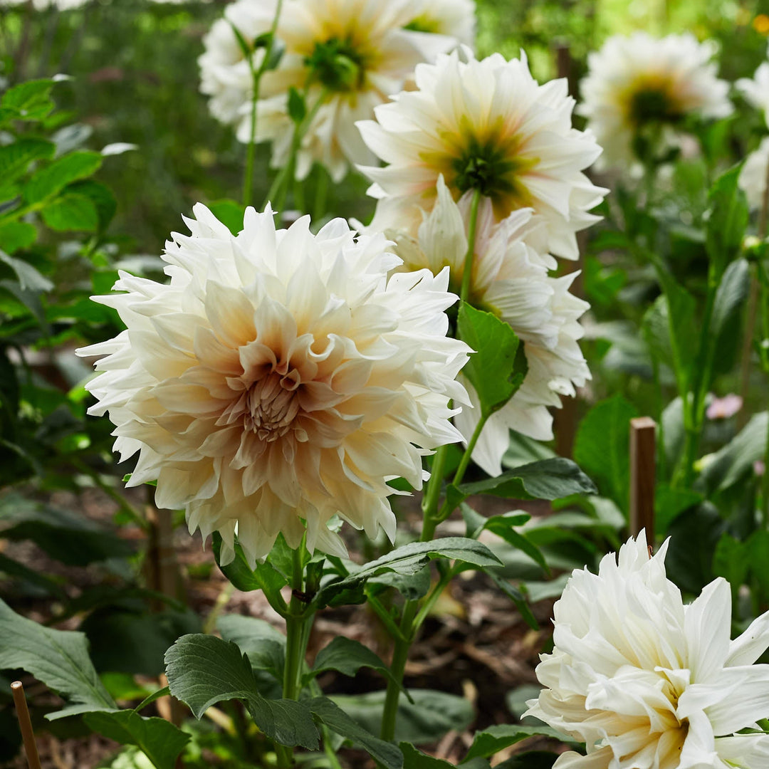 Dahlia Cafe au Lait Decorative Tuber (NOT TO WA)