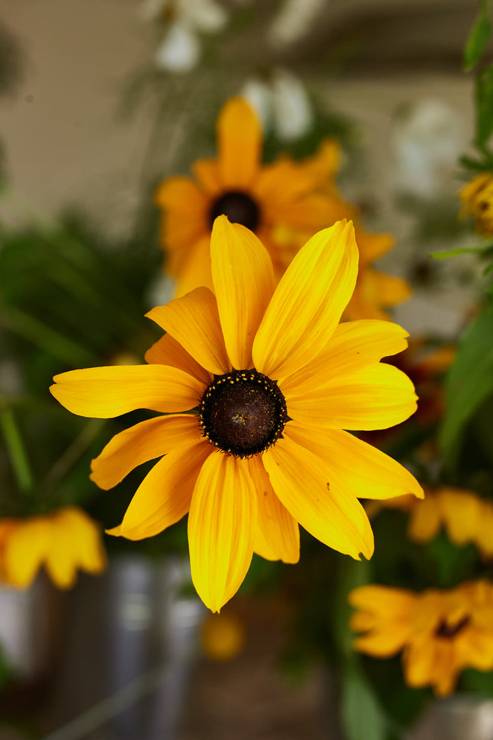 Rudbeckia Hirta Marmalade Flower | X 100 Seeds