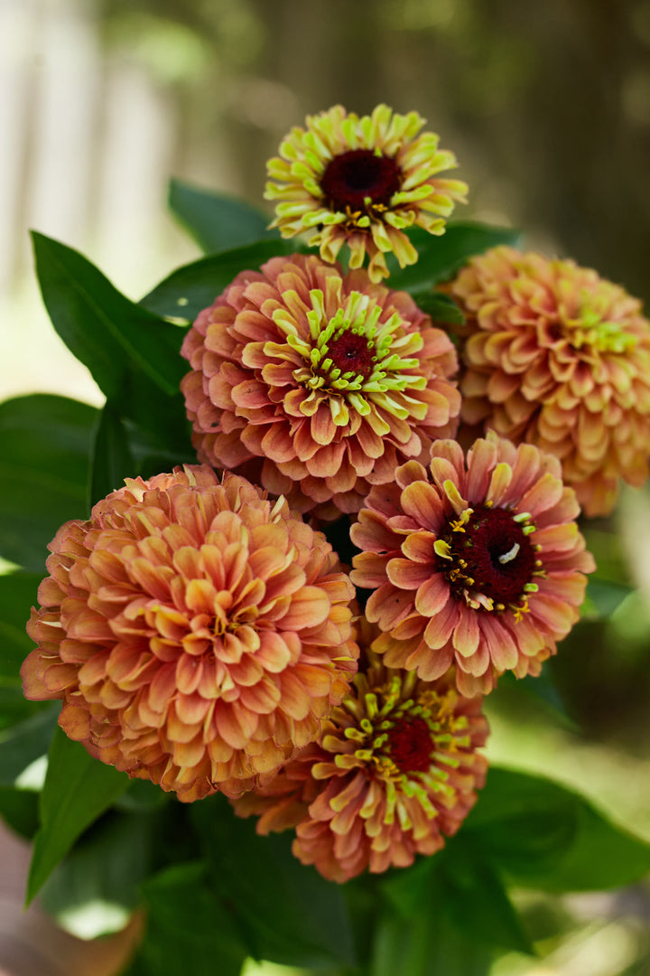 Zinnia Queeny Orange with Lime Flower | X 30 Seeds