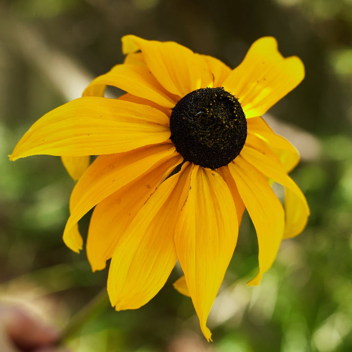 Rudbeckia Hirta Marmalade Flower | X 100 Seeds