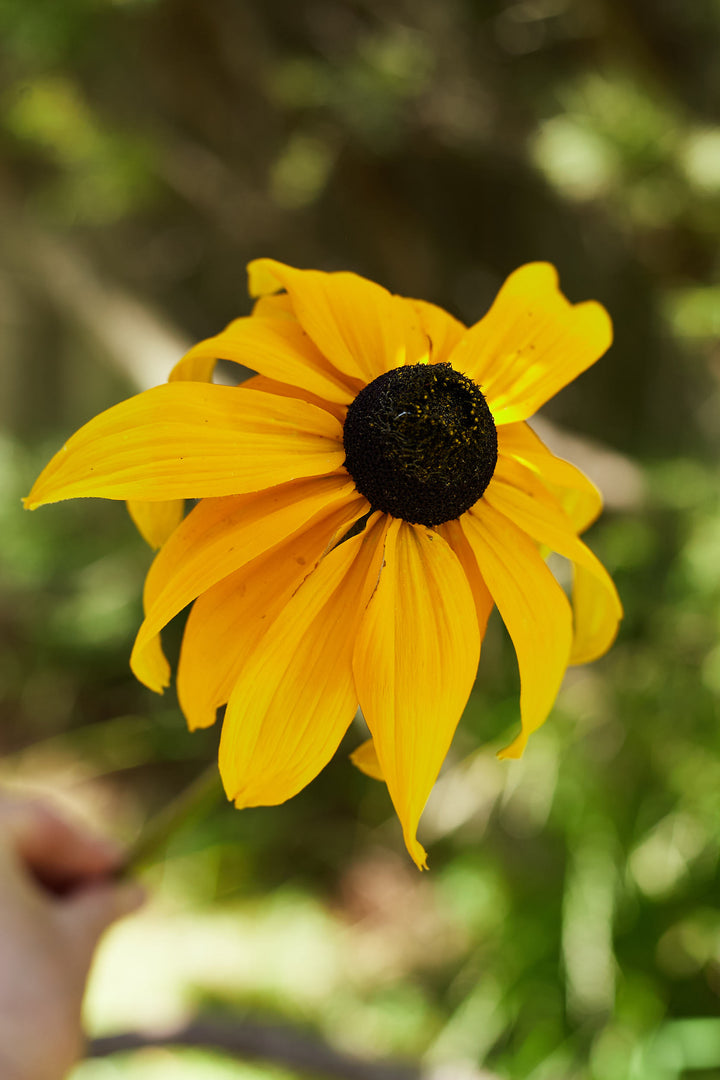 Rudbeckia Hirta Marmalade Flower | X 100 Seeds