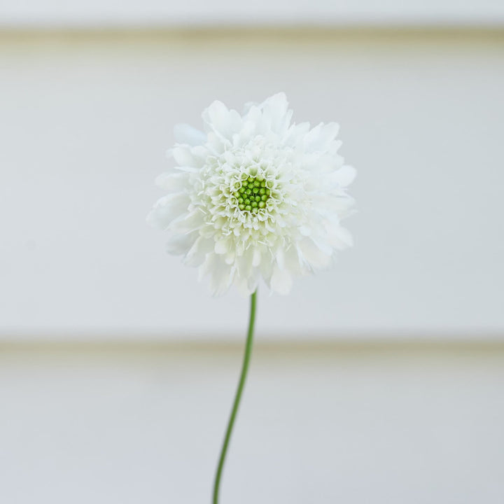 Scabiosa Snowmaiden Pincushion Flower | X 40 Seeds