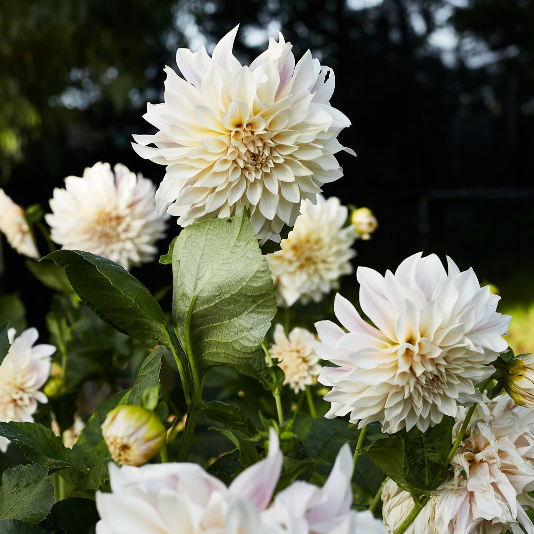 Dahlia Cafe au Lait Decorative Tuber (NOT TO WA)