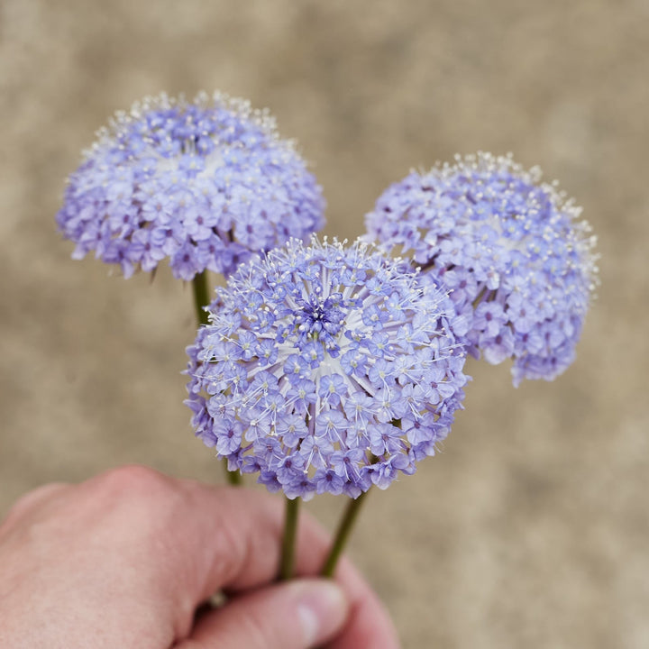 Didiscus Lacy Blue Flower (Rottnest Island Daisy) | X 50 Seeds
