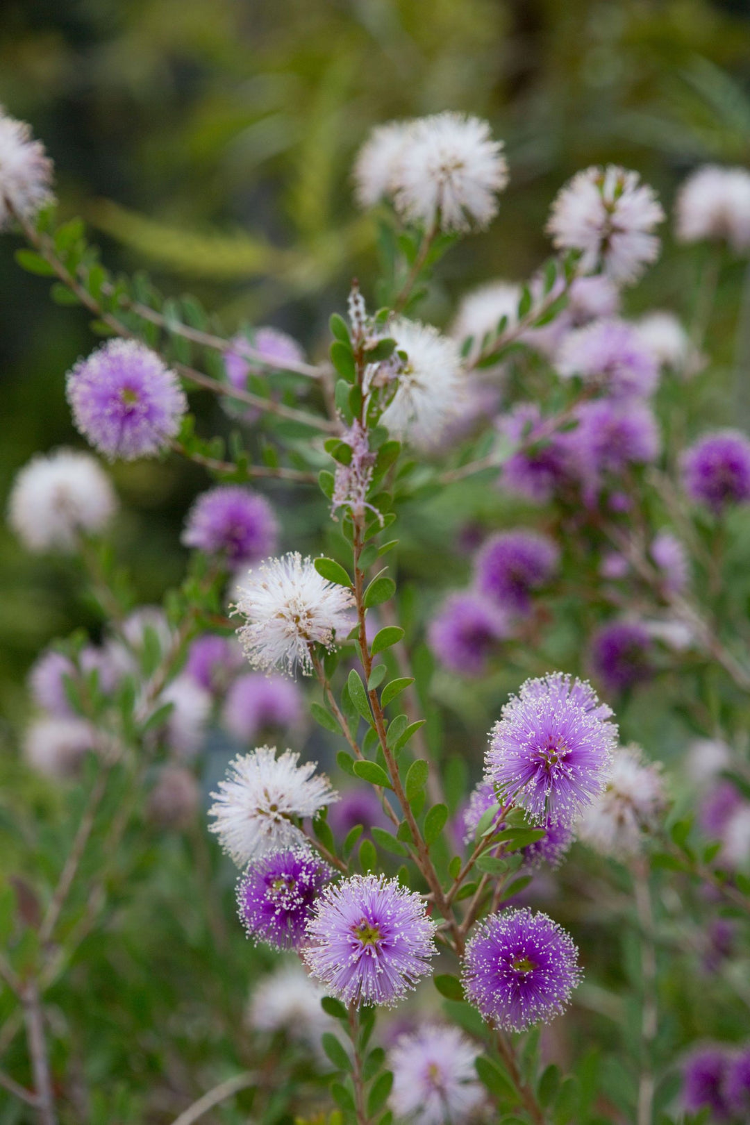 Showy Honey Myrtle Melaleuca nesophila Australian Native | X 500 Seeds (NOT TO WA)