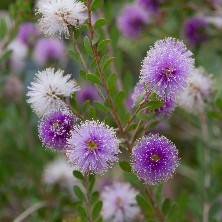 Showy Honey Myrtle Melaleuca nesophila Australian Native | X 500 Seeds (NOT TO WA)