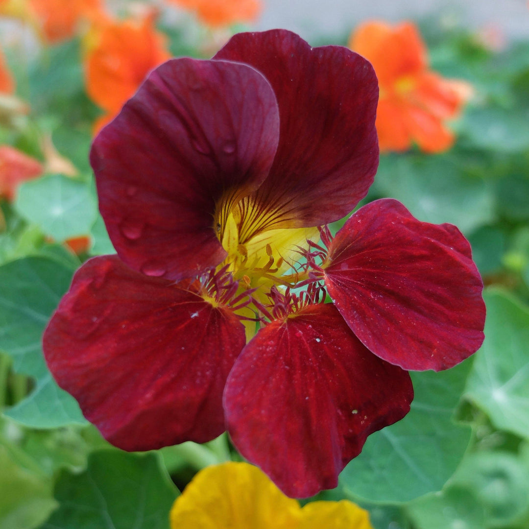 Nasturtium Tom Thumb Black Velvet Flower