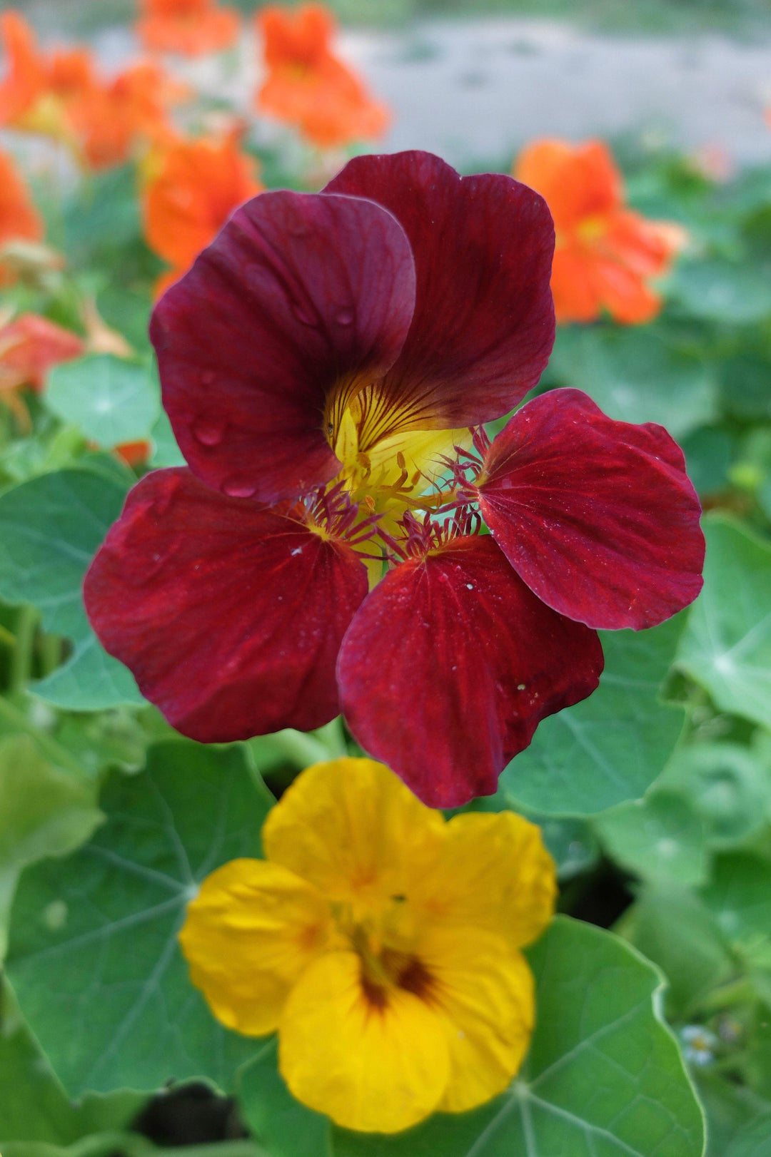 Nasturtium Tom Thumb Black Velvet Flower