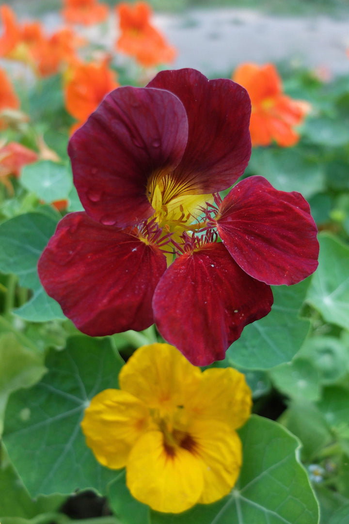 Nasturtium Tom Thumb Black Velvet Flower