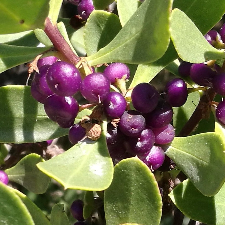 Native Juniper Western Boobialla Myoporum insulare Australian Native