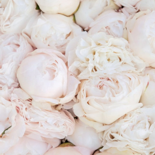 Peony Marie Lemoine Root Stock (NOT TO WA)