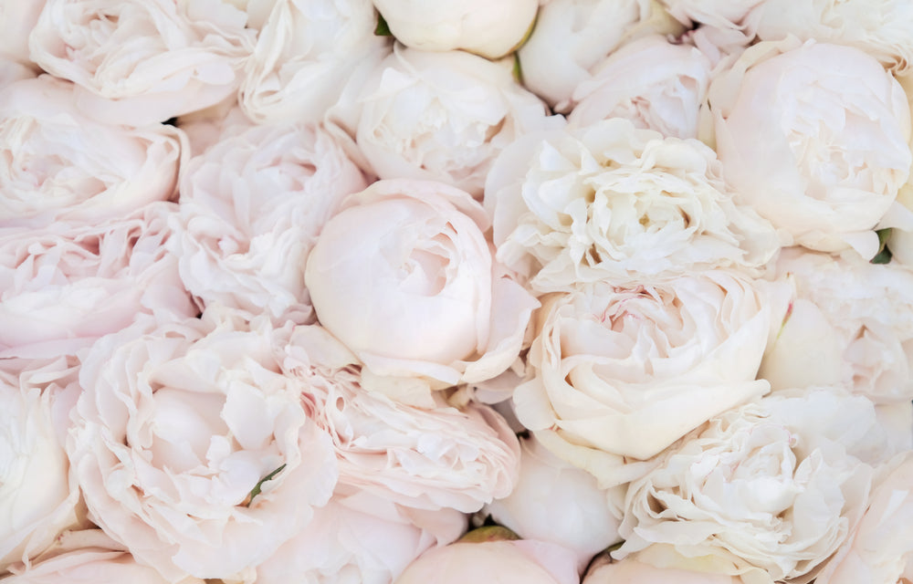 Peony Marie Lemoine Root Stock (NOT TO WA)