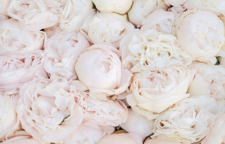 Peony Marie Lemoine Root Stock (NOT TO WA)