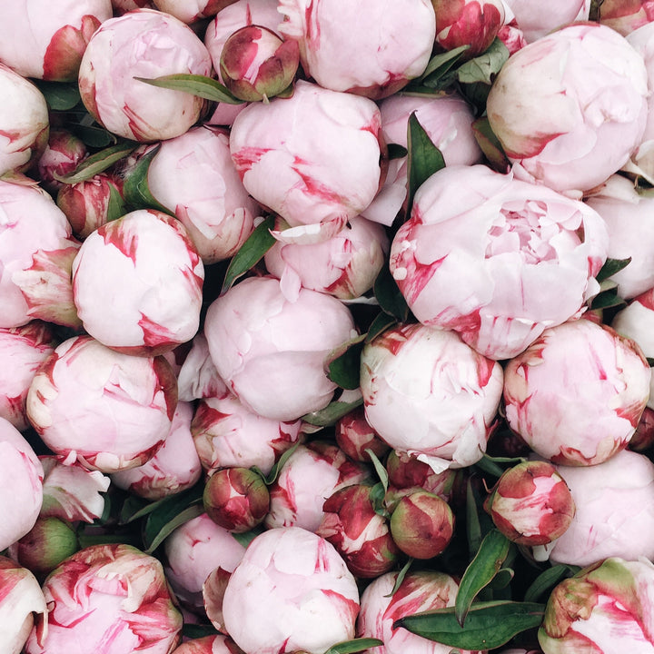 Peony Shirley Temple Root Stock (NOT TO WA)