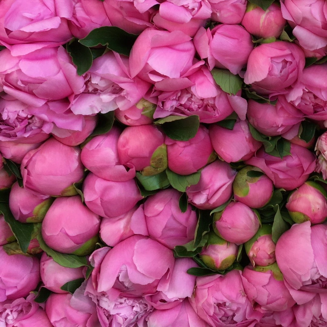 Peony Dr Alexander Fleming Root Stock (NOT TO WA)