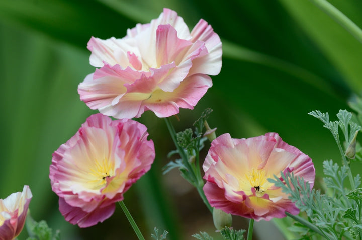 Poppy California Thai Silk Appleblossom Chiffon Flower