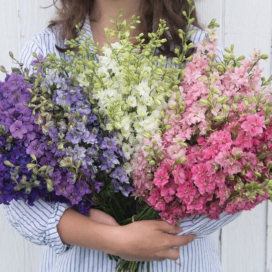 Larkspur Imperial Mix Flower
