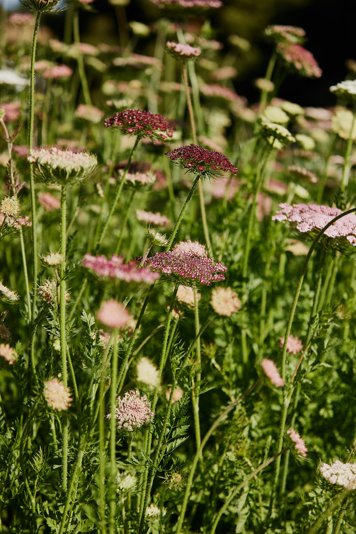Queen Anne's Lace Chocolate Flower | X 150 Seeds
