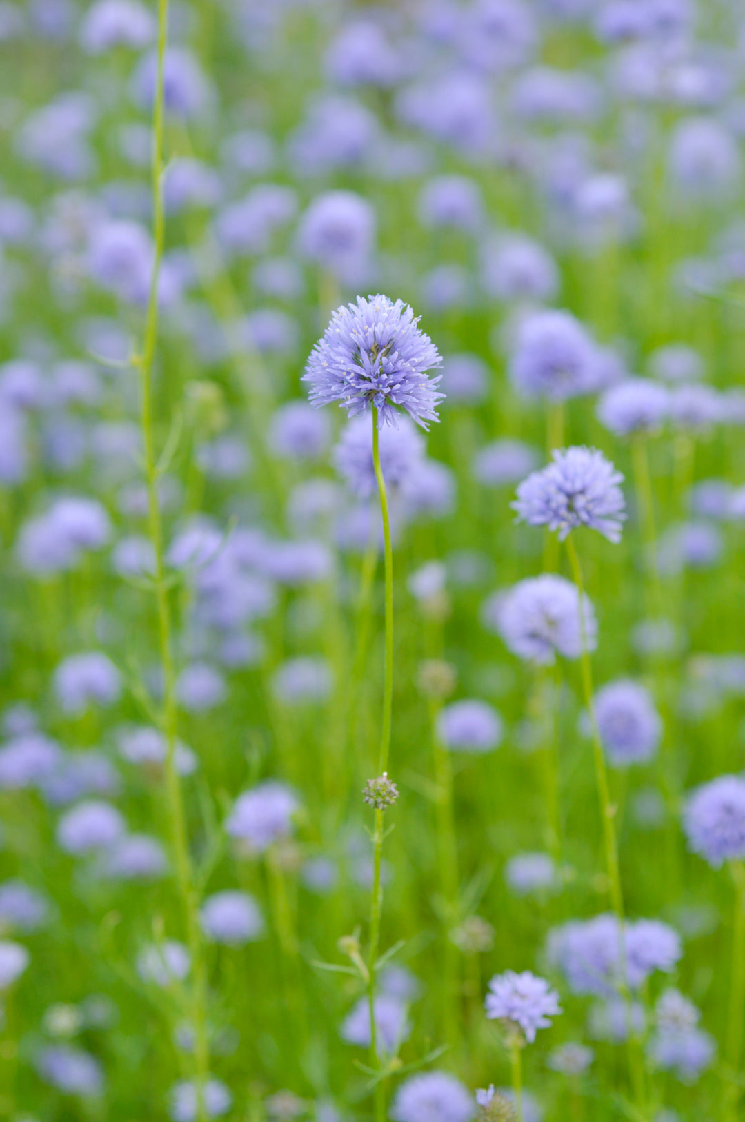 Queen Anne’s Thimbles Violet Blue Flower | X 200 Seeds