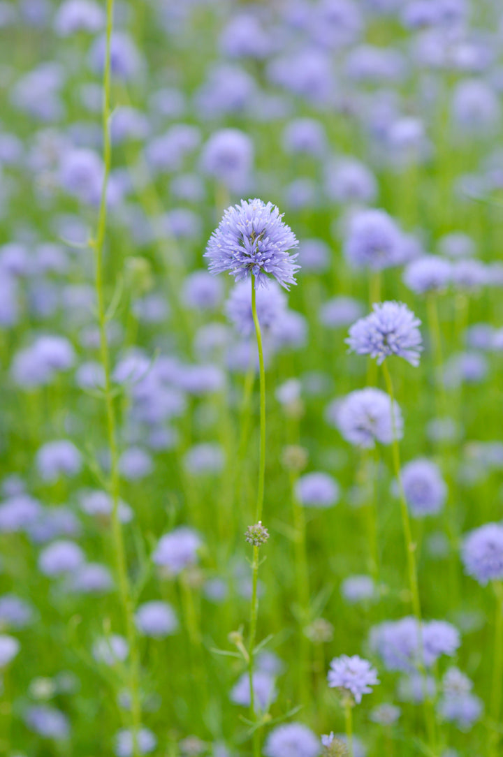 Queen Anne’s Thimbles Violet Blue Flower | X 200 Seeds