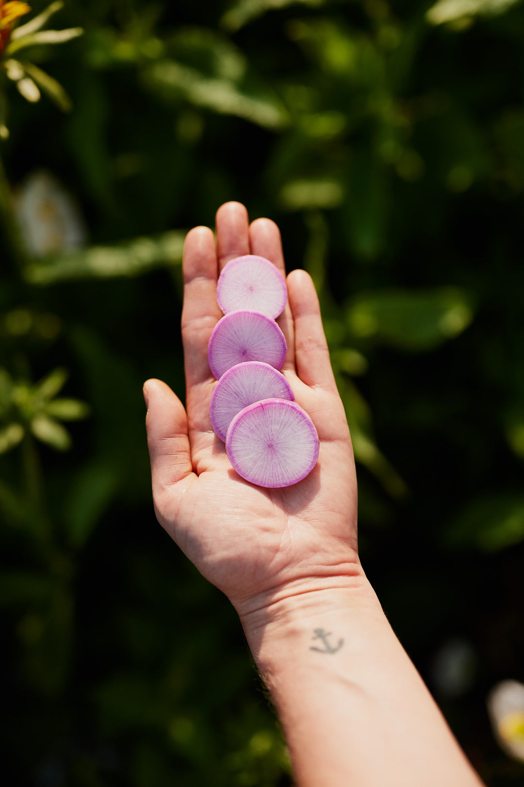 Radish Mini Daikon Purple Vegetable