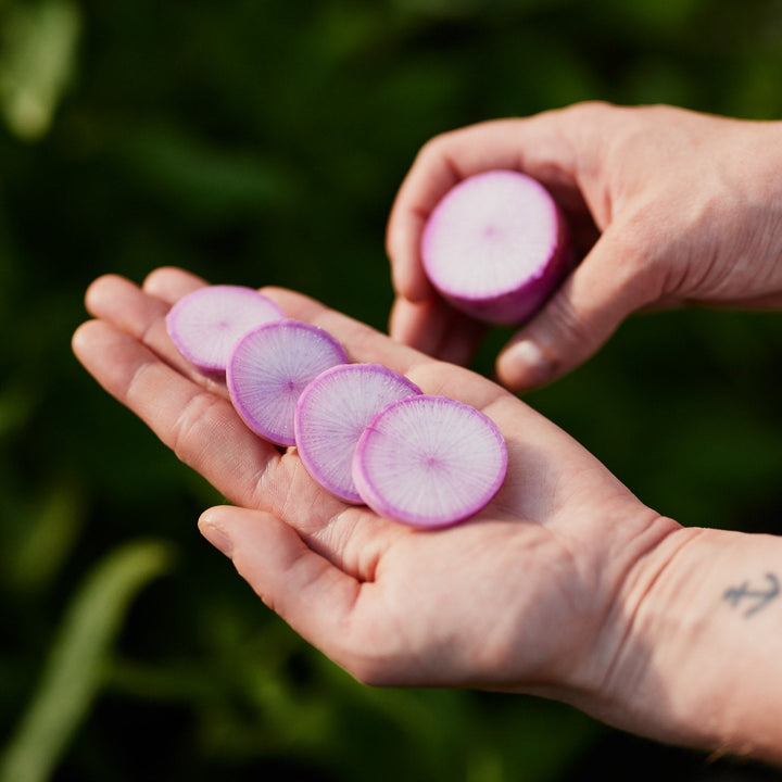 Radish Mini Daikon Purple Vegetable