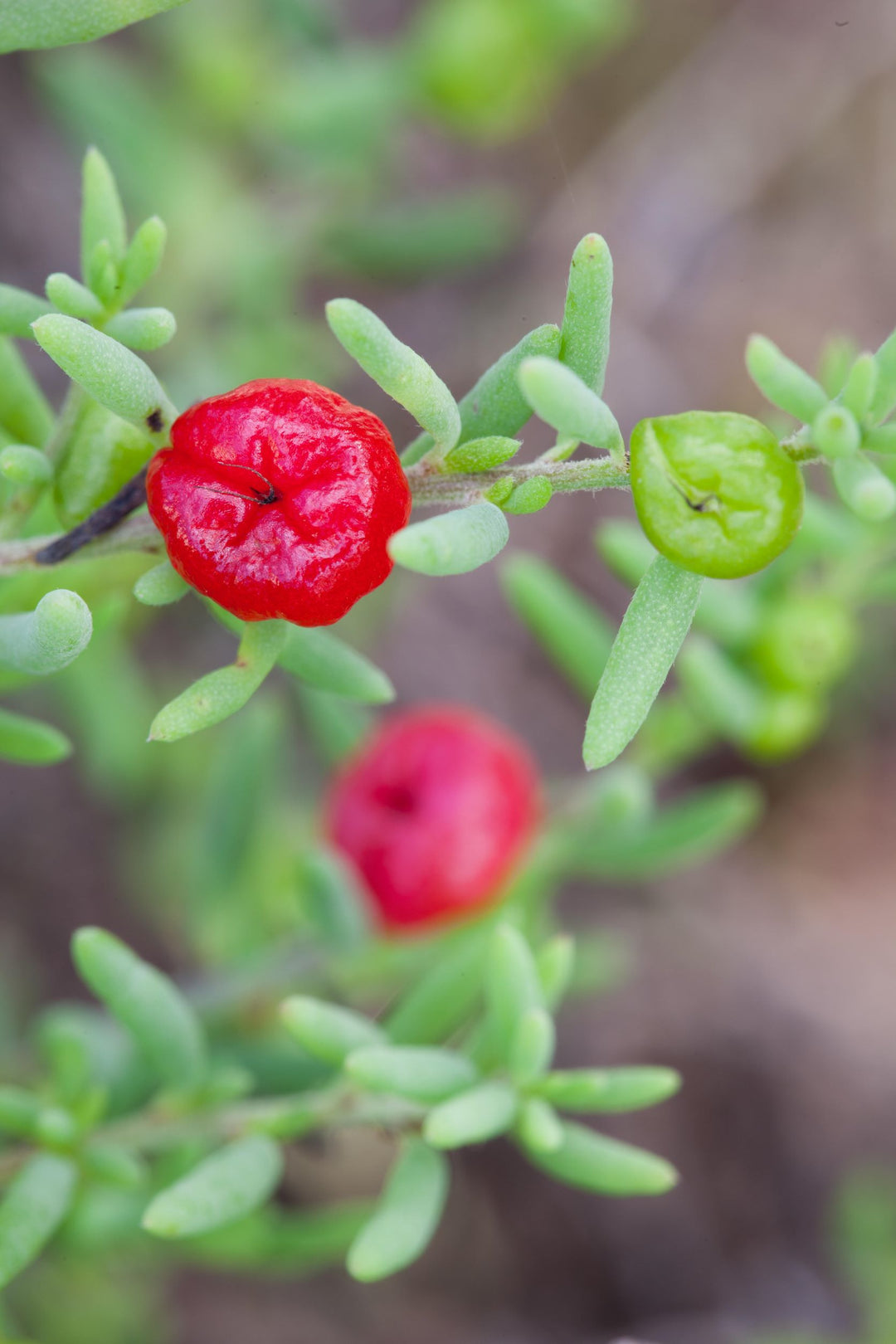 Ruby Saltbush Enchylaena tomentosa Australian Native | X 20 Seeds