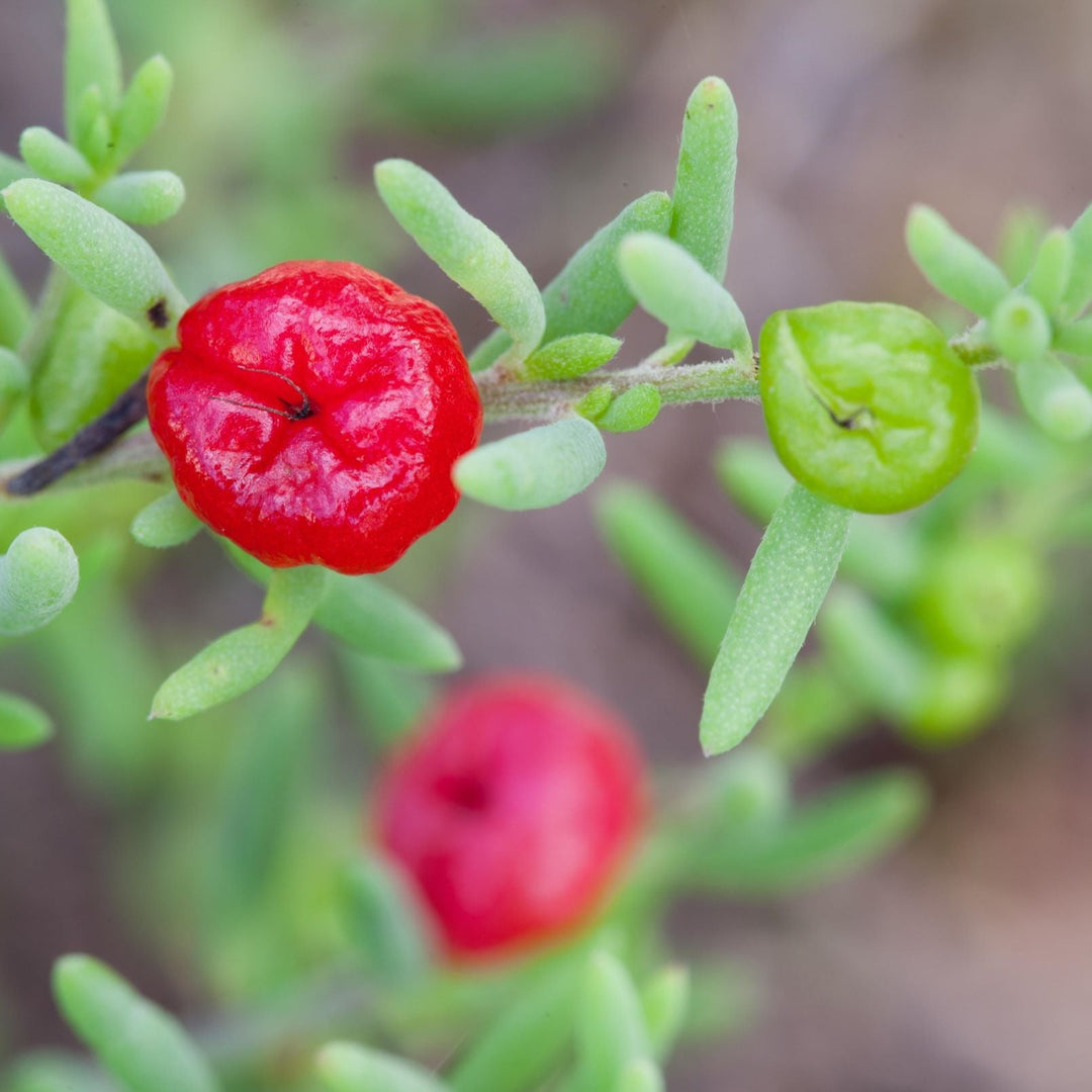 Ruby Saltbush Enchylaena tomentosa Australian Native | X 20 Seeds