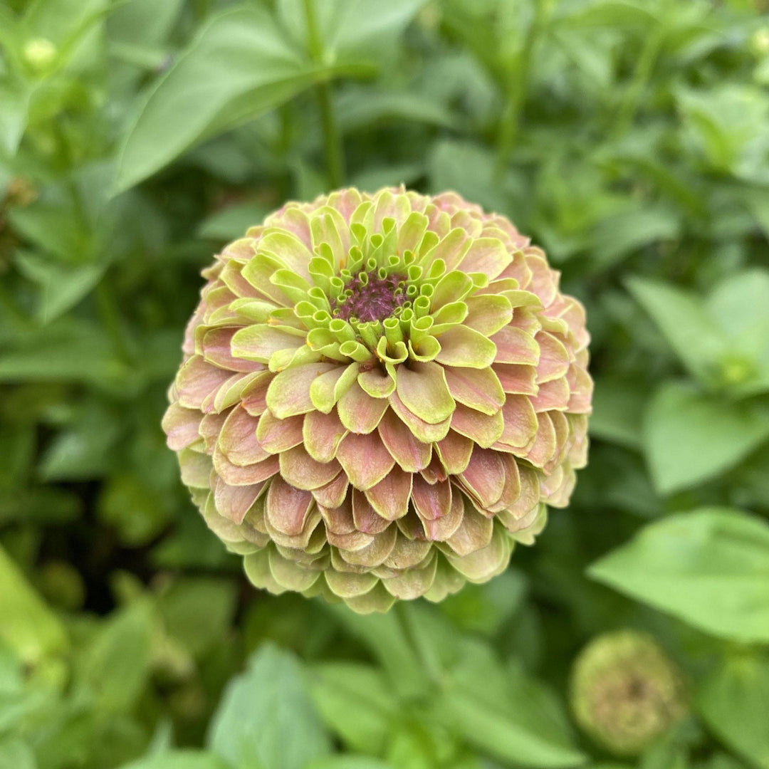 Zinnia Queen Lime with Blush Flower