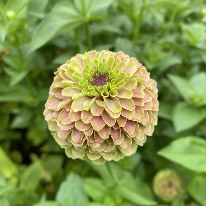 Zinnia Queen Lime with Blush Flower