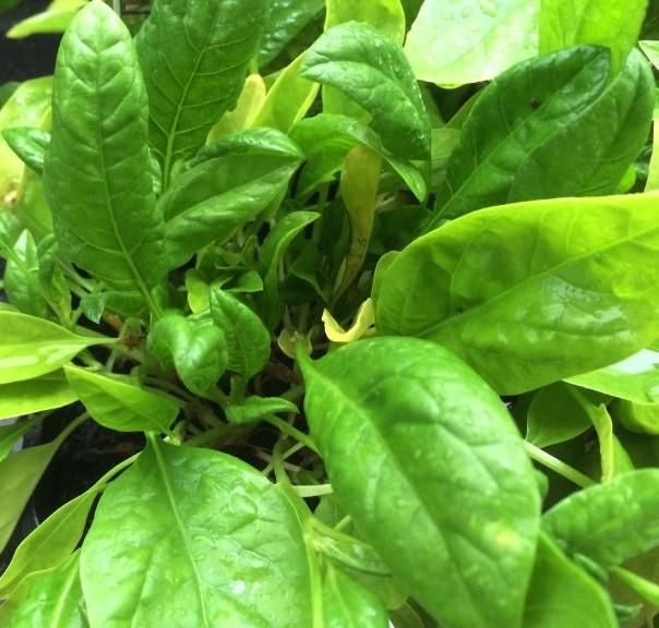 Spinach Perpetual Gator