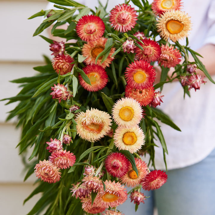 Everlasting Strawflower – Salmon Rose – Australian Native Flower | x 100 Seeds