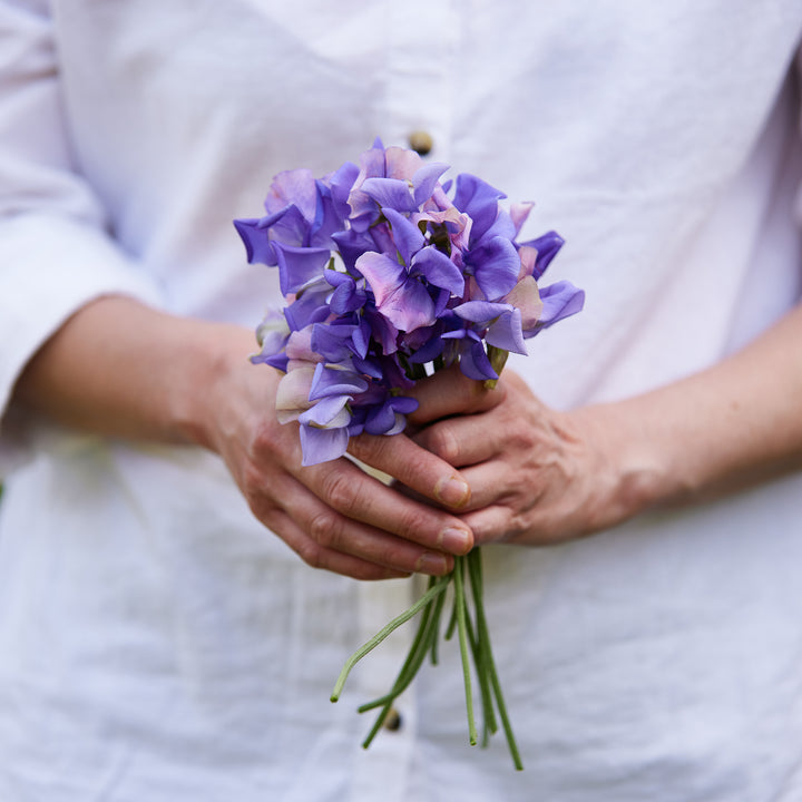 Sweet Pea Erewhon Flower Seeds