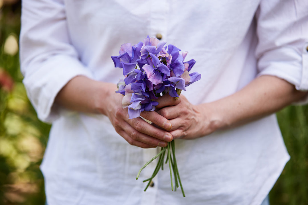 Sweet Pea Erewhon Flower Seeds