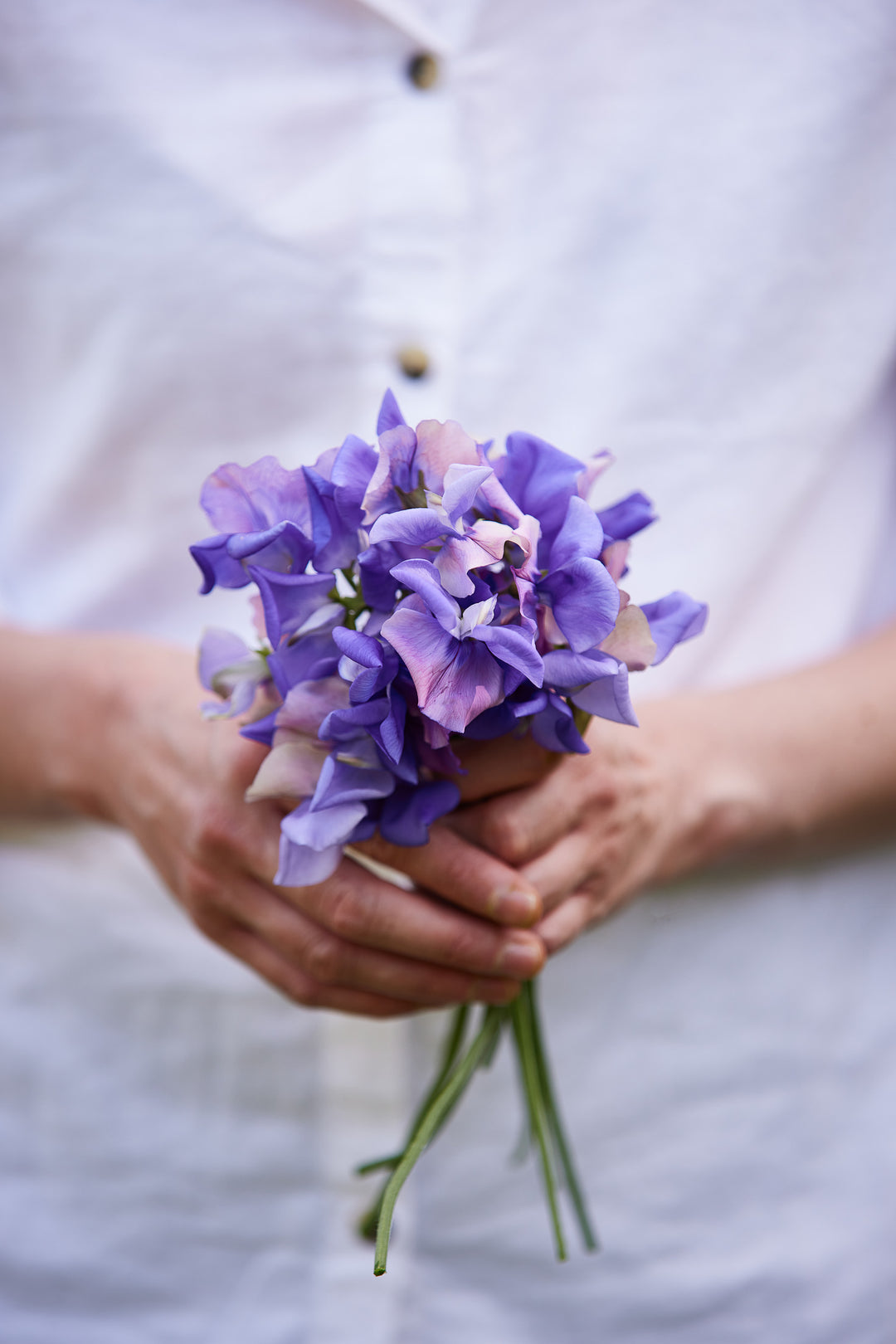 Sweet Pea Erewhon Flower Seeds