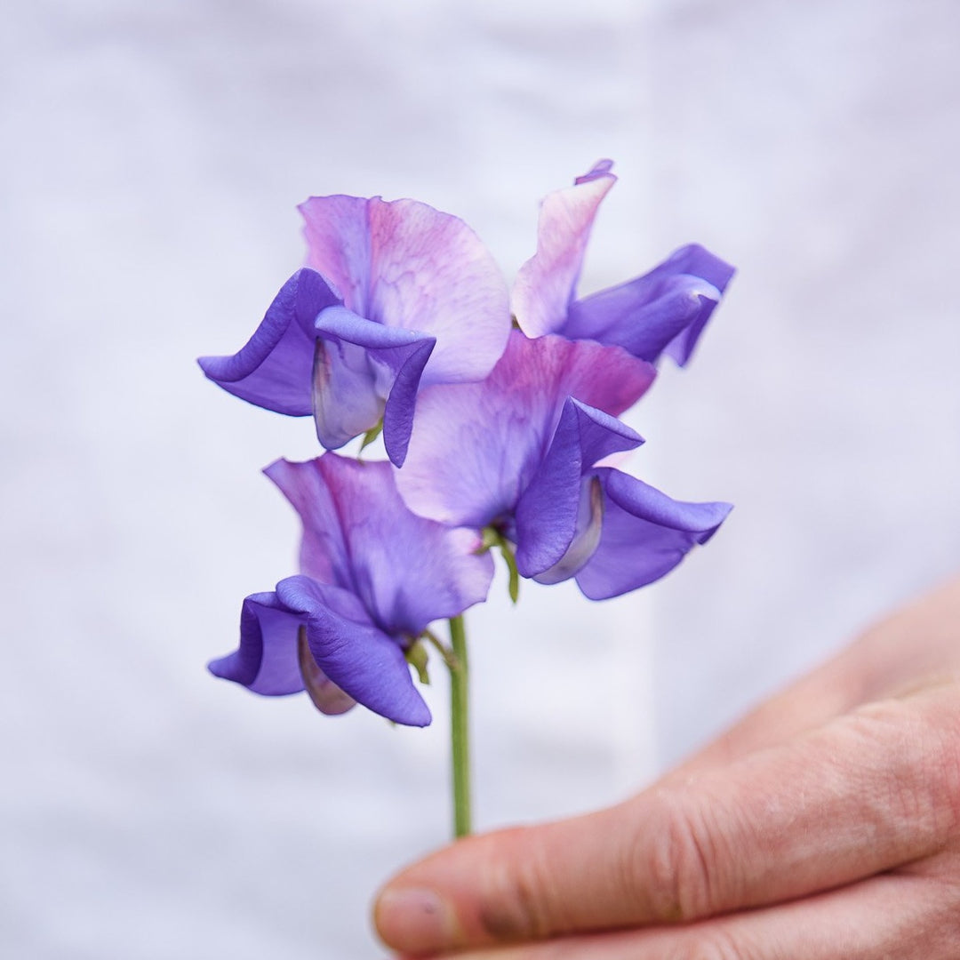 Sweet Pea Erewhon Flower Seeds