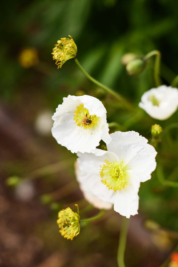 Poppy Iceland Pastel Victory Giant Mixed Flower | x 500 Seeds