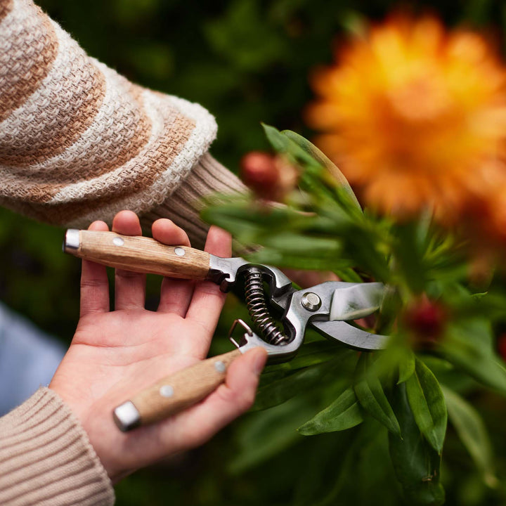 Secateurs Ash Wooden Handles