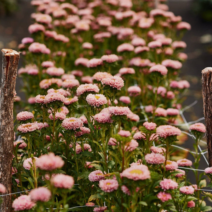 Aster China Matsumoto Apricot Flower | X 50 seeds