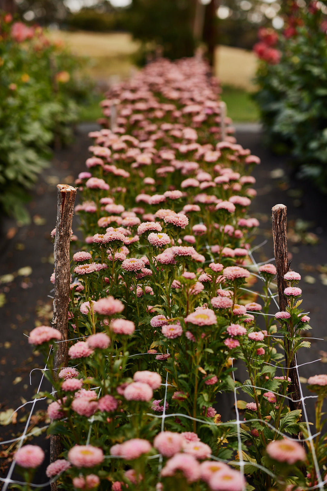 Aster China Matsumoto Apricot Flower | X 50 seeds